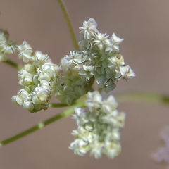 Pimpinella caffra