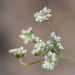 Pimpinella caffra