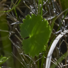 Pimpinella caffra