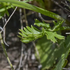 Pimpinella caffra