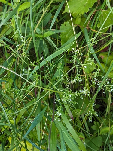 Image of Galium asprellum by (c) Skyler Principe, some rights reserved (CC BY)