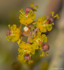 Euphorbia schimperi image