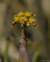 Euphorbia schimperi image