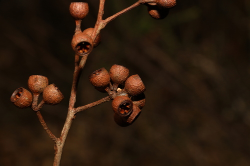 Image of Eucalyptus psammitica by (c) Greg Tasney, some rights reserved (CC BY-SA)