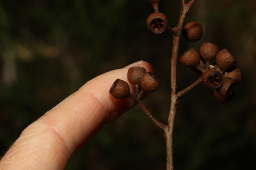 Image of Eucalyptus psammitica by (c) Greg Tasney, some rights reserved (CC BY-SA)