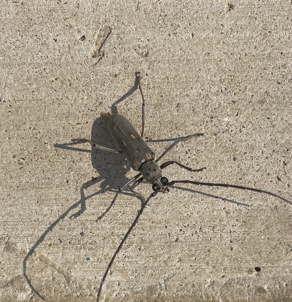 Coeleburia juanitae