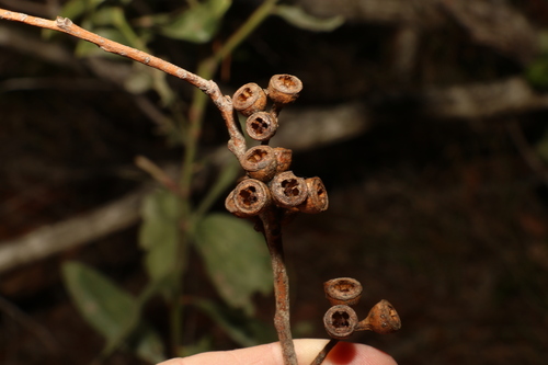 Image of Eucalyptus psammitica by (c) Greg Tasney, some rights reserved (CC BY-SA)