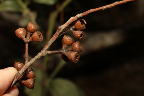 Image of Eucalyptus psammitica by (c) Greg Tasney, some rights reserved (CC BY-SA)