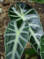 Alocasia amazonica