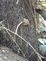 Polypedates leucomystax