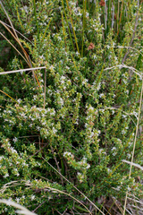 Olearia solandri