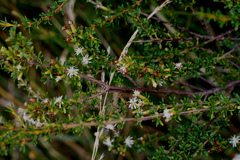 Olearia solandri