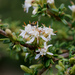 Olearia solandri - Photo (c) memopob, μερικά δικαιώματα διατηρούνται (CC BY-NC), uploaded by memopob