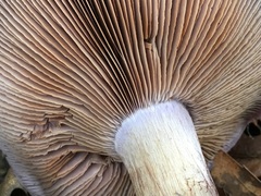 Cortinarius glaucopus