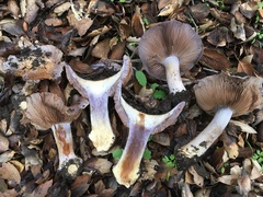 Cortinarius glaucopus