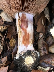 Cortinarius glaucopus