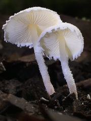 Cystolepiota seminuda