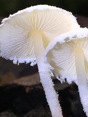 Cystolepiota seminuda