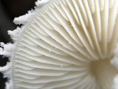 Cystolepiota seminuda