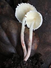 Cystolepiota seminuda