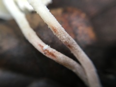 Cystolepiota seminuda