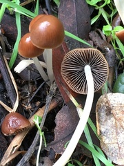Psathyrella atrospora