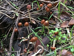 Psathyrella atrospora