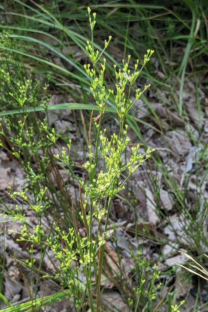 Juncus papillosus (Juncus papillosus)