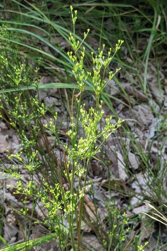 Juncus papillosus (Juncus papillosus)