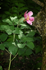 Paeonia daurica