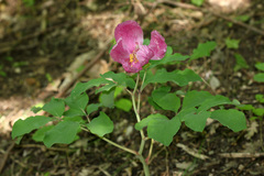 Paeonia daurica