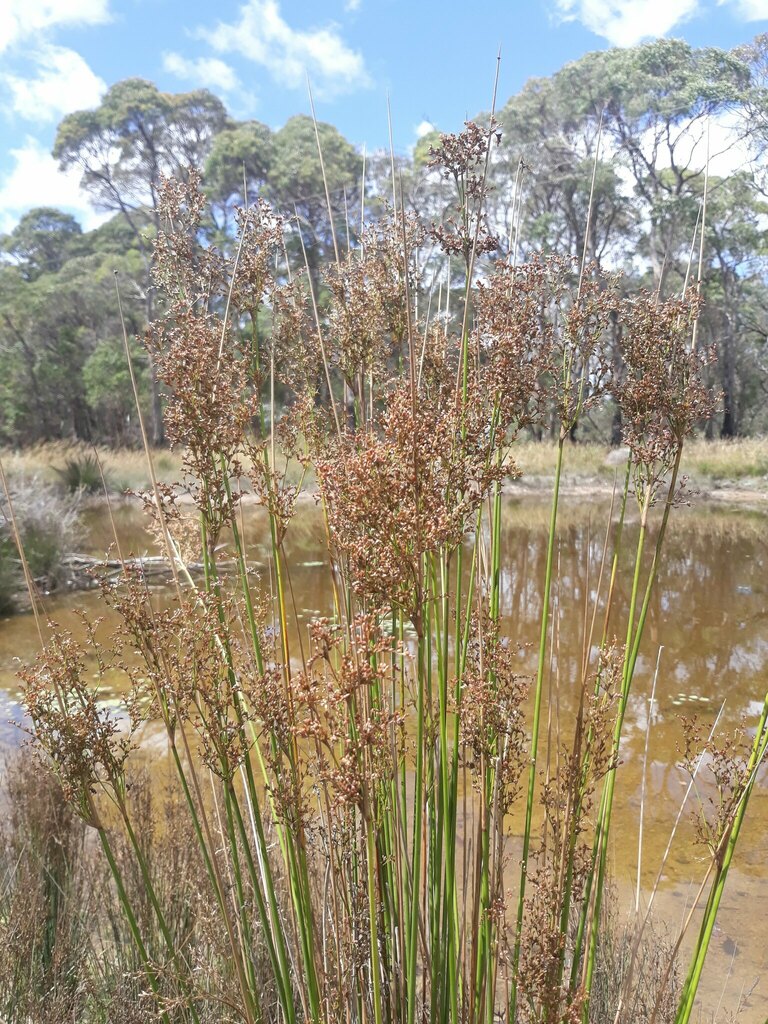 rushes from Ebor NSW 2453, Australia on February 25, 2023 at 11:38 AM ...