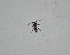 Apomecyna binubila binubila