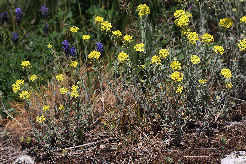 Alyssum trichostachyum