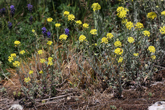 Alyssum trichostachyum