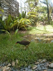 Gallirallus okinawae