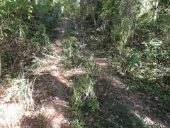 Austrostipa ramosissima
