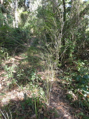 Austrostipa ramosissima