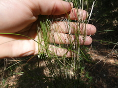 Austrostipa ramosissima