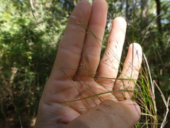 Austrostipa ramosissima