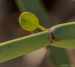 Cissus subaphylla image