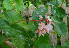 Begonia cucullata