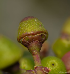 Cissus subaphylla image