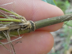 Austrostipa ramosissima