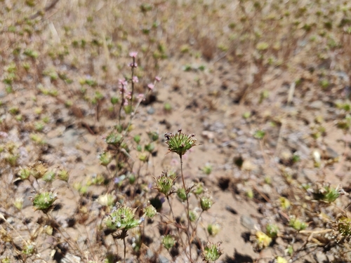 Image of Navarretia heterodoxa by (c) Alexander Wentworth, some rights reserved (CC BY)