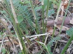 Austrostipa ramosissima