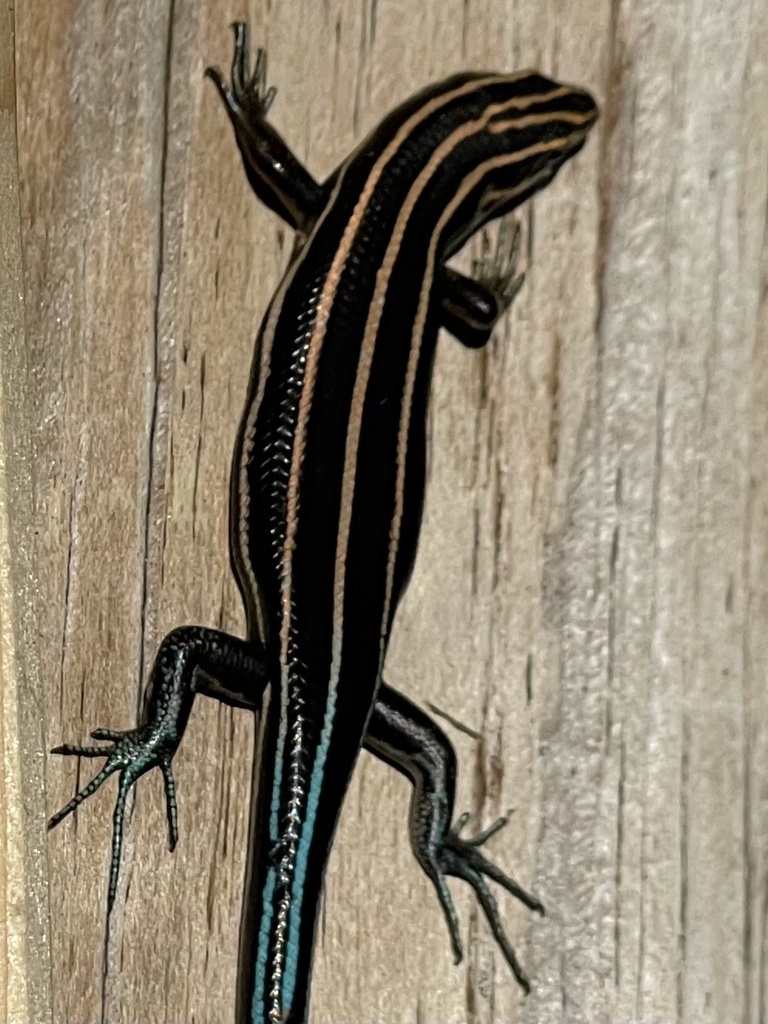 Common Five-lined Skink from George Washington & Jefferson National ...