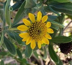 Borrichia frutescens image