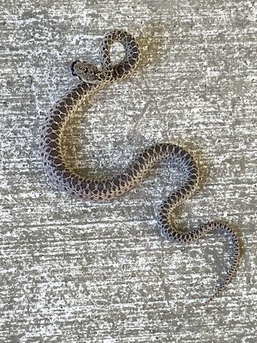iNaturalist observation photo of Pacific Gopher Snake
