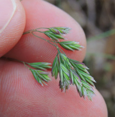 Poa cuspidata